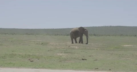 Elephant in field walking in the wild 스톡 동영상 236476407