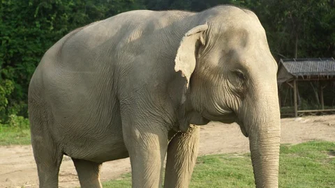 Elephant in fiend sunset 4k Stock Footage 123156154