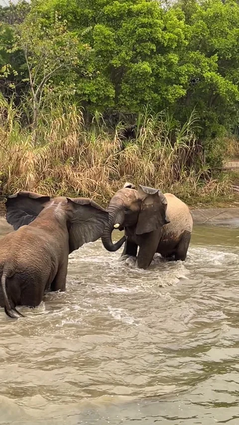 The elephant fights Stock Footage 316013251