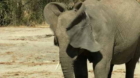 Elephant flapping ears and eating Stock-Footage 87215474