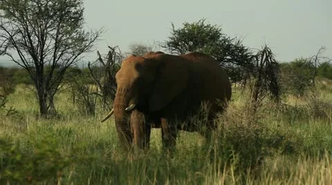 Elephant flapping ears Stock Footage 21920548
