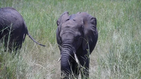 Elephant Flapping Ears. Tanzania Stock Footage 81196313