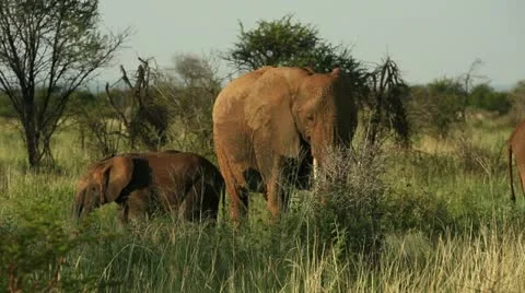 Elephant flapping ears with two babies Stock Footage 21947652