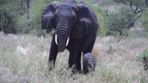 Elephant Flapping Ears Well Eat Grass. Stock Footage 81196153