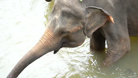 Elephant Flapping Its Ears – Close-Up Behavior in Detail Stock Footage 310670477
