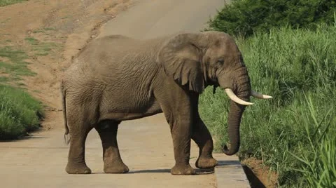 Elephant flapping its ears . Vídeos de archivo 20466823
