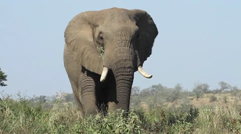 Elephant flapping its ears while eating Stock Footage
