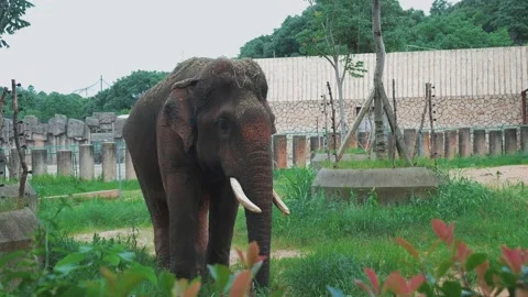 Elephant Flapping Its Ears in Zoo Stock Footage 155678079