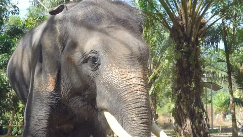 An elephant flaps its ears against. Stock Footage 123341961