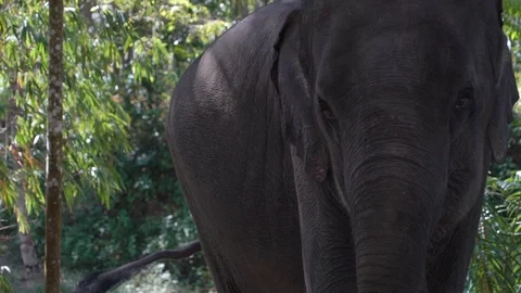 An elephant flaps its ears against. Stock Footage 123342682
