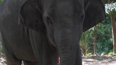 An elephant flaps its ears against Stock Footage 123342841
