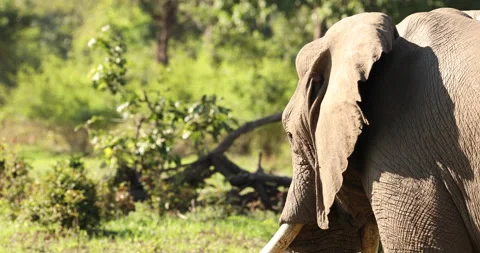 An elephant flaps its ears from the side. Stock Footage 147964885