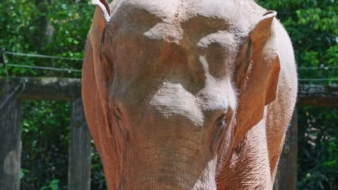 Elephant flaps its large ears to cool down in a sunny outdoor enclosure 库存影片 334092545