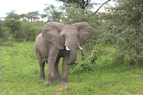 Elephant flopping ears Video stock 121487