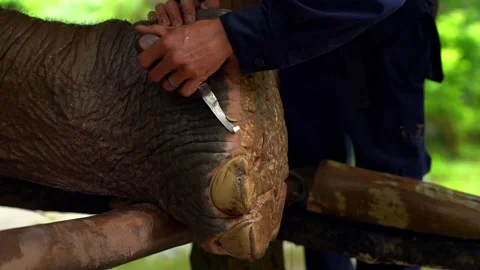 Elephant foot care with a handler trimming and cleaning Stock Footage 342335166