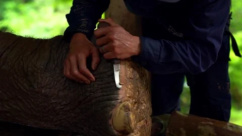 Elephant foot care with a handler trimming and cleaning Stock Footage 342335186