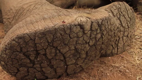Elephant foot CU while sedated Видео 236092787