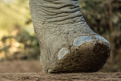 Elephant Foot Stock Photos