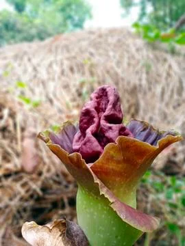 ELEPHANT FOOT YAM FLOWER Stock Photos