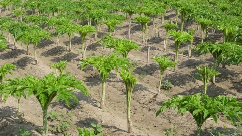 Elephant Foot Yam Plants Stock Footage 335209149