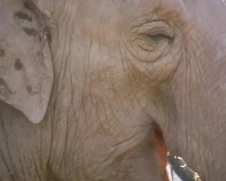 Elephant Видео 63650