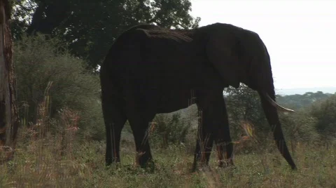 Elephant Stock-Footage 377543