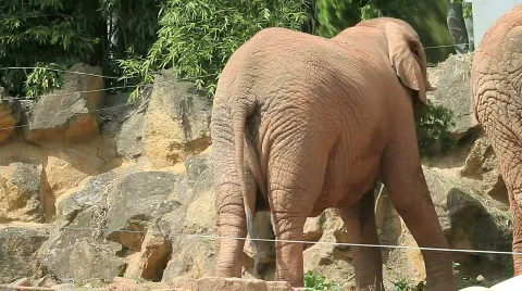 Elephant Stock Footage 489584