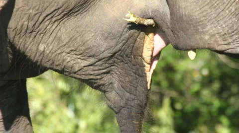 Elephant Stock Footage