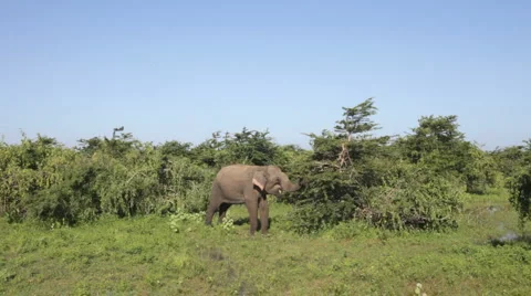 Elephant Stock Footage
