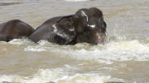 Elephant Vídeos de archivo 1078122