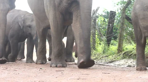 Elephant Video stock 1078473
