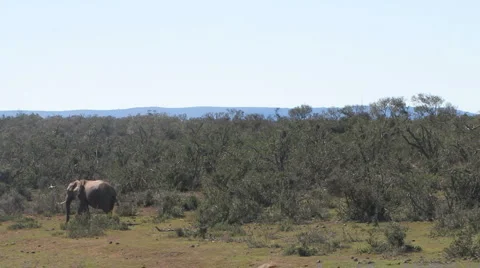 Elephant  Video stock 1087579