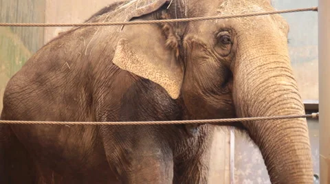 Elephant Stock Footage 6935977