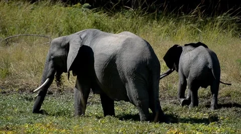 Elephant Stock Footage 7740206