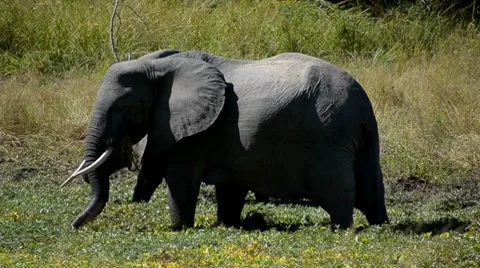Elephant Stock Footage 7740238