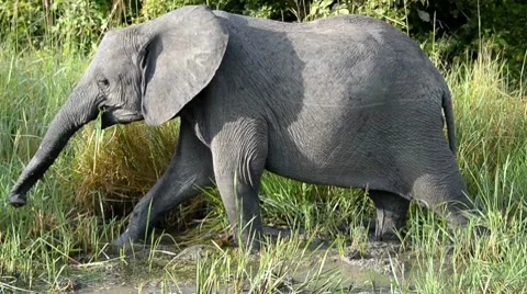 Elephant Stock Footage 7740299