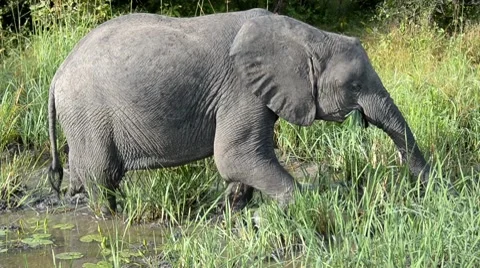 Elephant Stock Footage 7740310