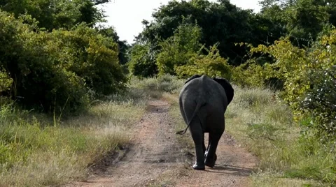 Elephant Stock Footage 7740355