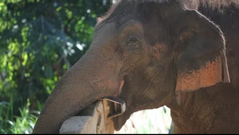 Elephant Video stock 8554965