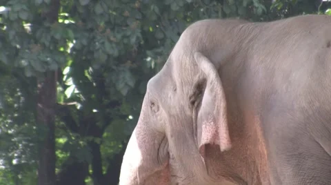 Elephant Stock Footage 8785754