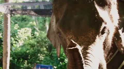 Elephant Video stock 10724980