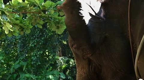 Elephant Video stock 10724983