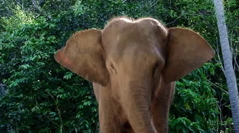 Elephant Stock Footage 10724999