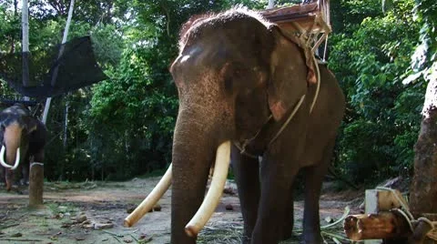 Elephant Stock Footage 10725002