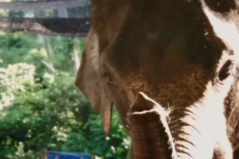 Elephant Video stock 10725193
