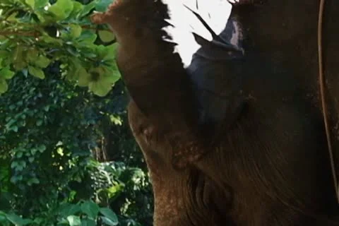 Elephant Stock Footage 10725197