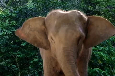 Elephant 스톡 동영상 10725200