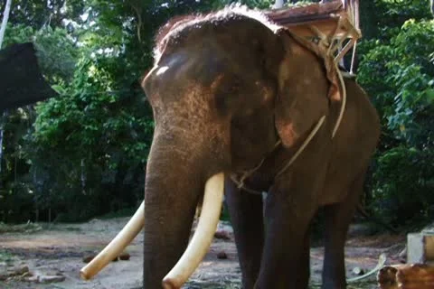 Elephant Stock Footage 10725205