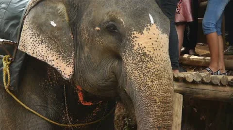 Elephant Видео 10792117