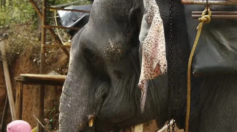 Elephant Stock Footage 10792122